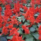 Salvia Splendens "Mojave Red" - во саксија Ø10